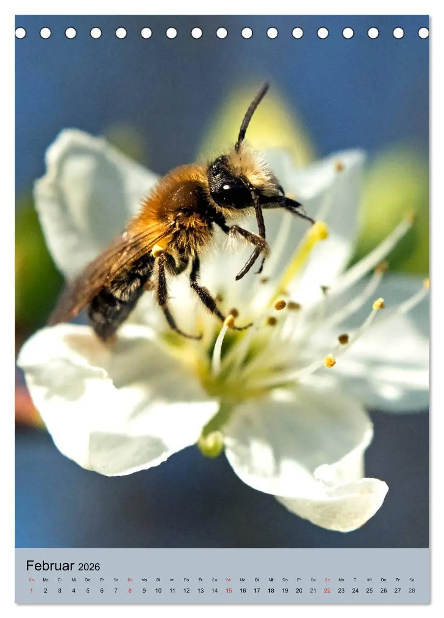 Bild: 9783516392449 | INSEKTENWELT - Heimische Nützlinge ganz nah (Tischkalender 2026 DIN...