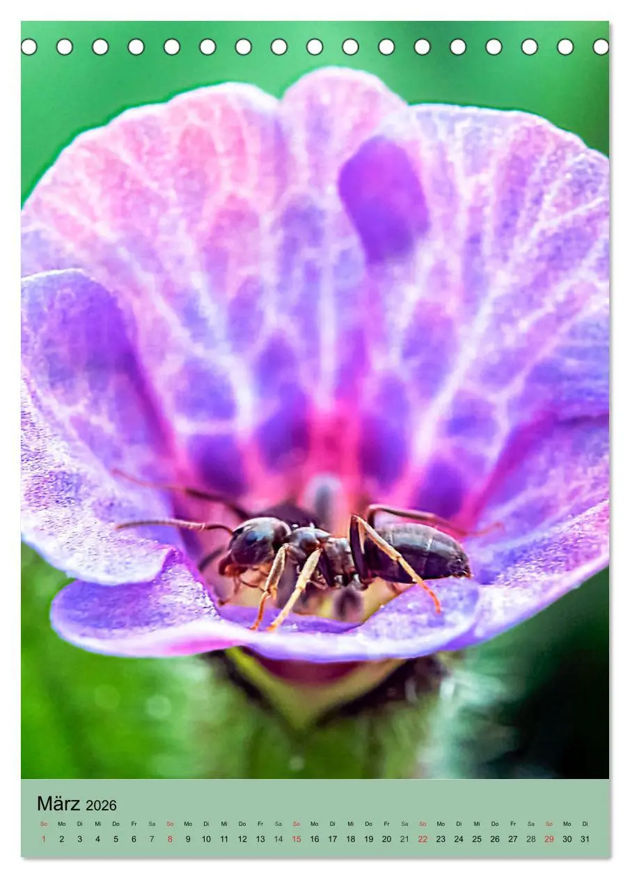Bild: 9783516392449 | INSEKTENWELT - Heimische Nützlinge ganz nah (Tischkalender 2026 DIN...
