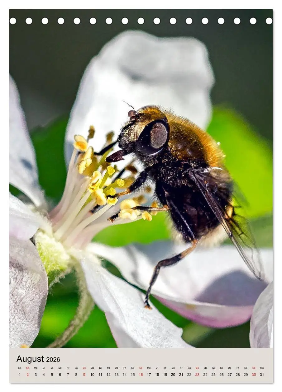 Bild: 9783516392449 | INSEKTENWELT - Heimische Nützlinge ganz nah (Tischkalender 2026 DIN...