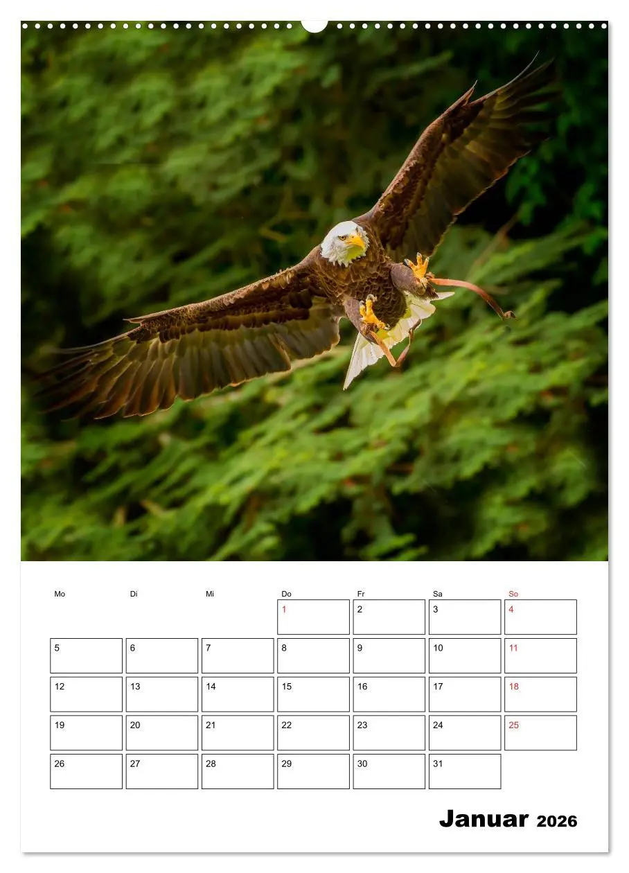 Bild: 9783516462449 | Raub- und Greifvögel im Flug (Wandkalender 2026 DIN A2 hoch),...