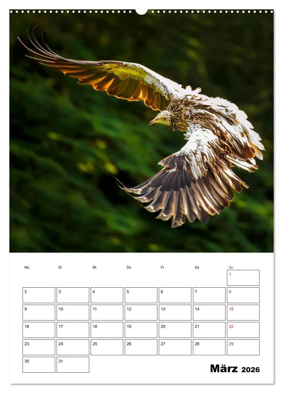Bild: 9783516462449 | Raub- und Greifvögel im Flug (Wandkalender 2026 DIN A2 hoch),...