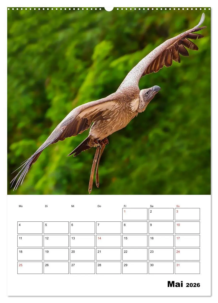 Bild: 9783516462449 | Raub- und Greifvögel im Flug (Wandkalender 2026 DIN A2 hoch),...