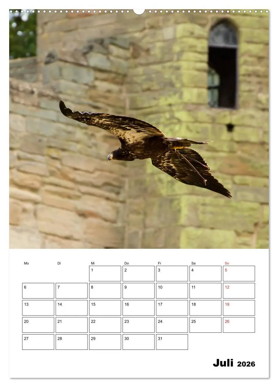 Bild: 9783516462449 | Raub- und Greifvögel im Flug (Wandkalender 2026 DIN A2 hoch),...