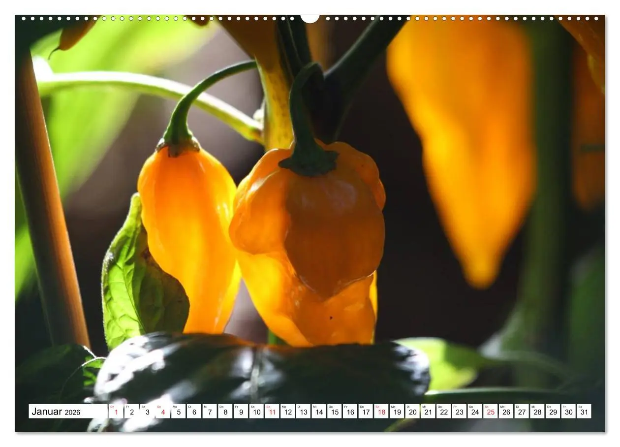 Bild: 9783457982549 | Für Chili Liebhaber (hochwertiger Premium Wandkalender 2026 DIN A2...