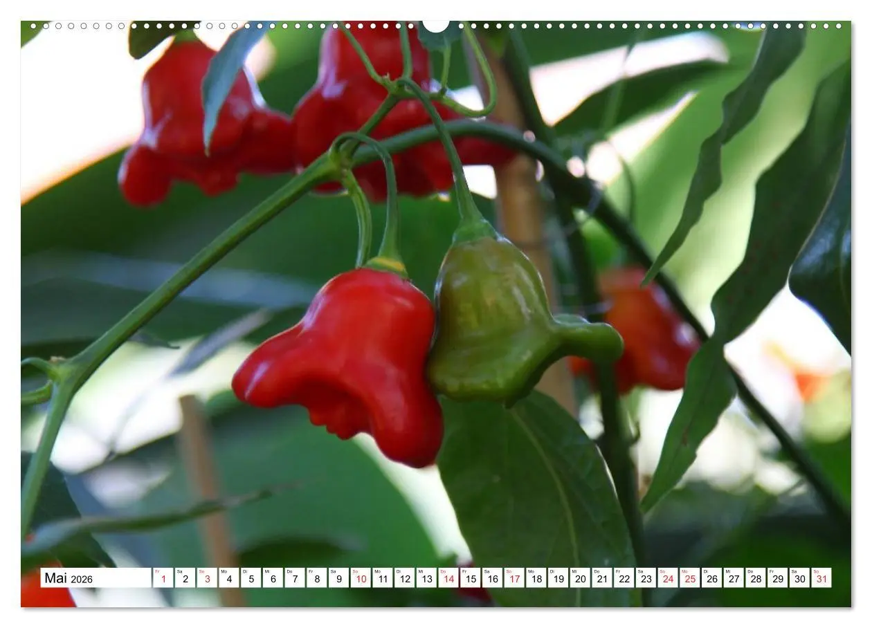 Bild: 9783457982549 | Für Chili Liebhaber (hochwertiger Premium Wandkalender 2026 DIN A2...
