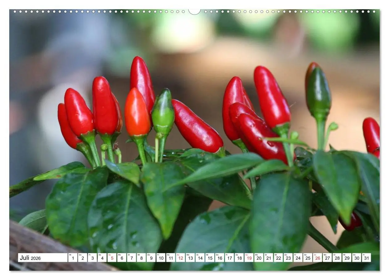 Bild: 9783457982549 | Für Chili Liebhaber (hochwertiger Premium Wandkalender 2026 DIN A2...