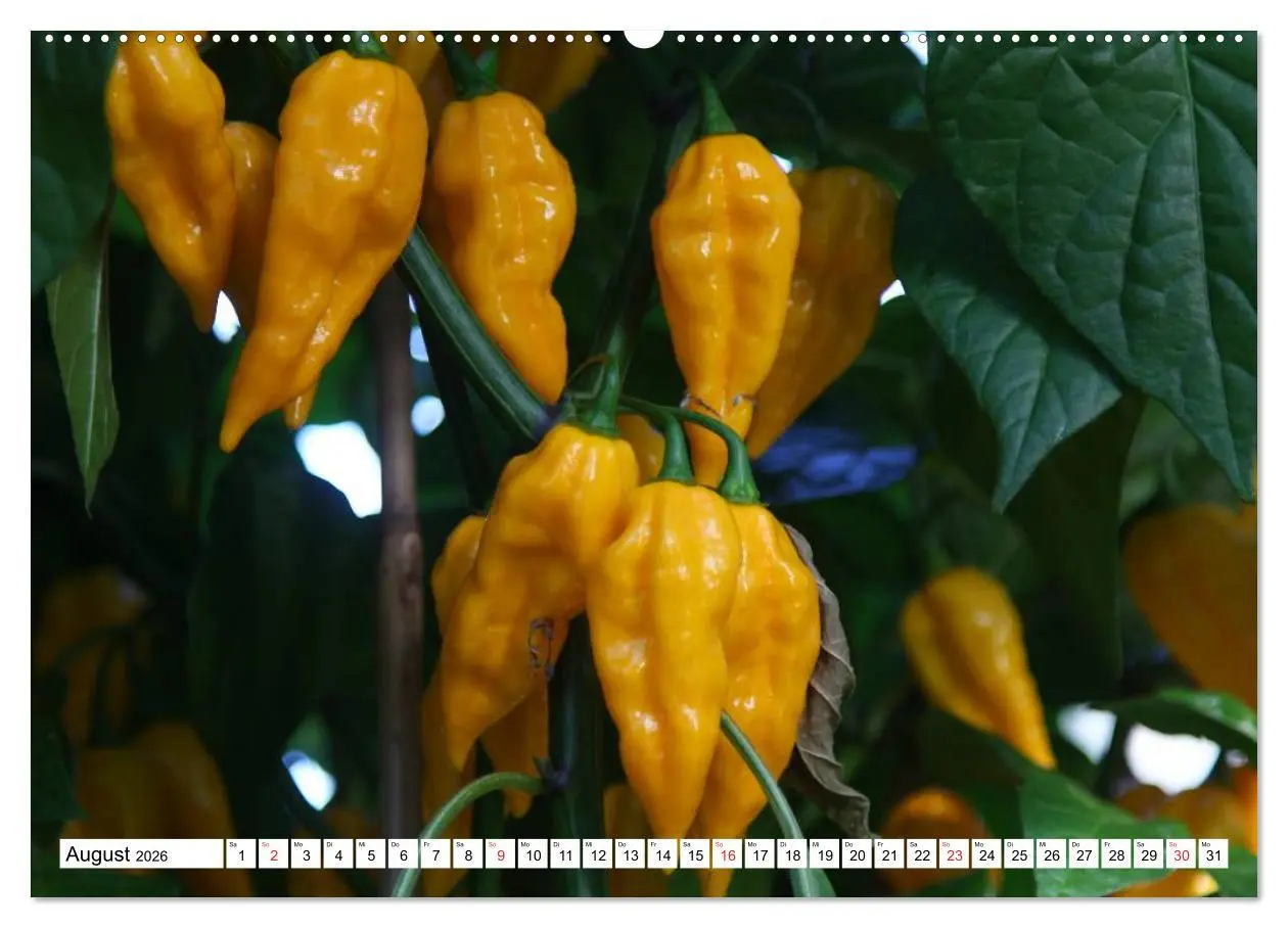 Bild: 9783457982549 | Für Chili Liebhaber (hochwertiger Premium Wandkalender 2026 DIN A2...