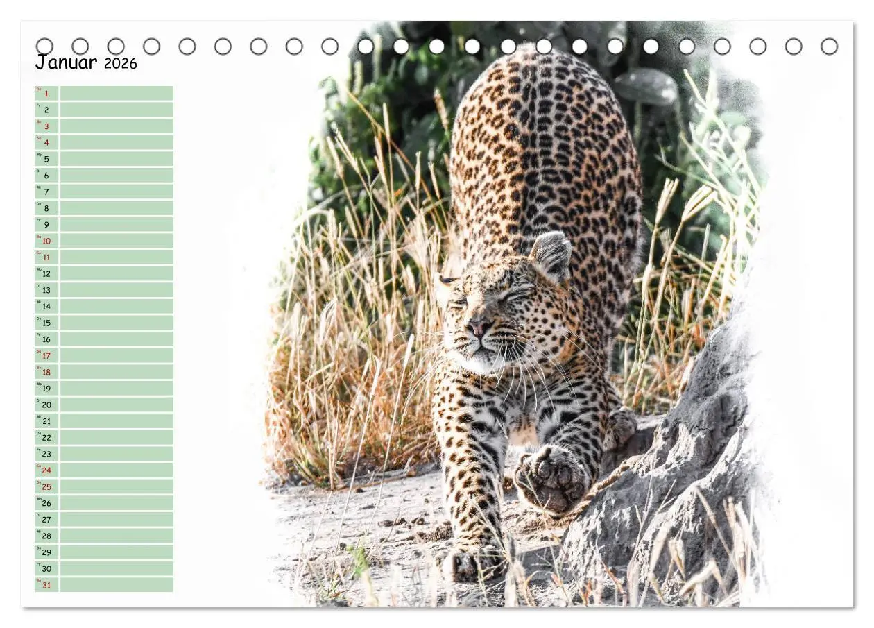 Bild: 9783457802649 | Tierisches Yoga (Tischkalender 2026 DIN A5 quer), CALVENDO...