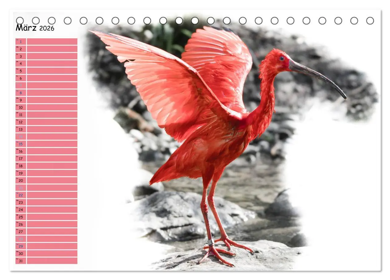 Bild: 9783457802649 | Tierisches Yoga (Tischkalender 2026 DIN A5 quer), CALVENDO...