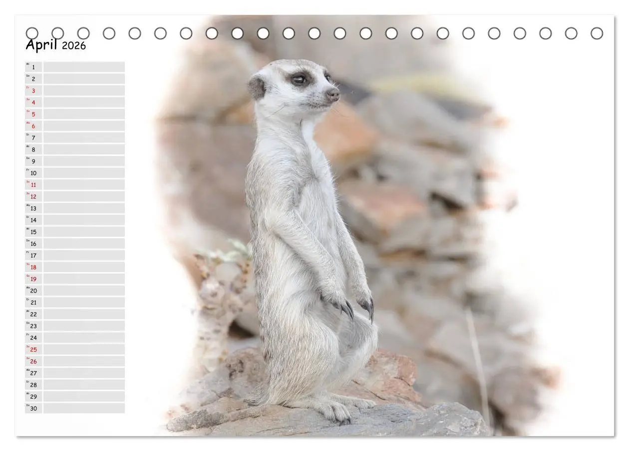Bild: 9783457802649 | Tierisches Yoga (Tischkalender 2026 DIN A5 quer), CALVENDO...