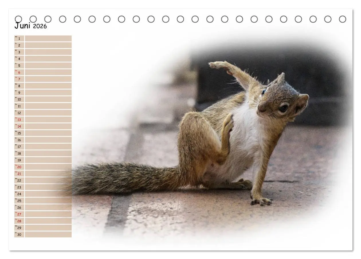 Bild: 9783457802649 | Tierisches Yoga (Tischkalender 2026 DIN A5 quer), CALVENDO...