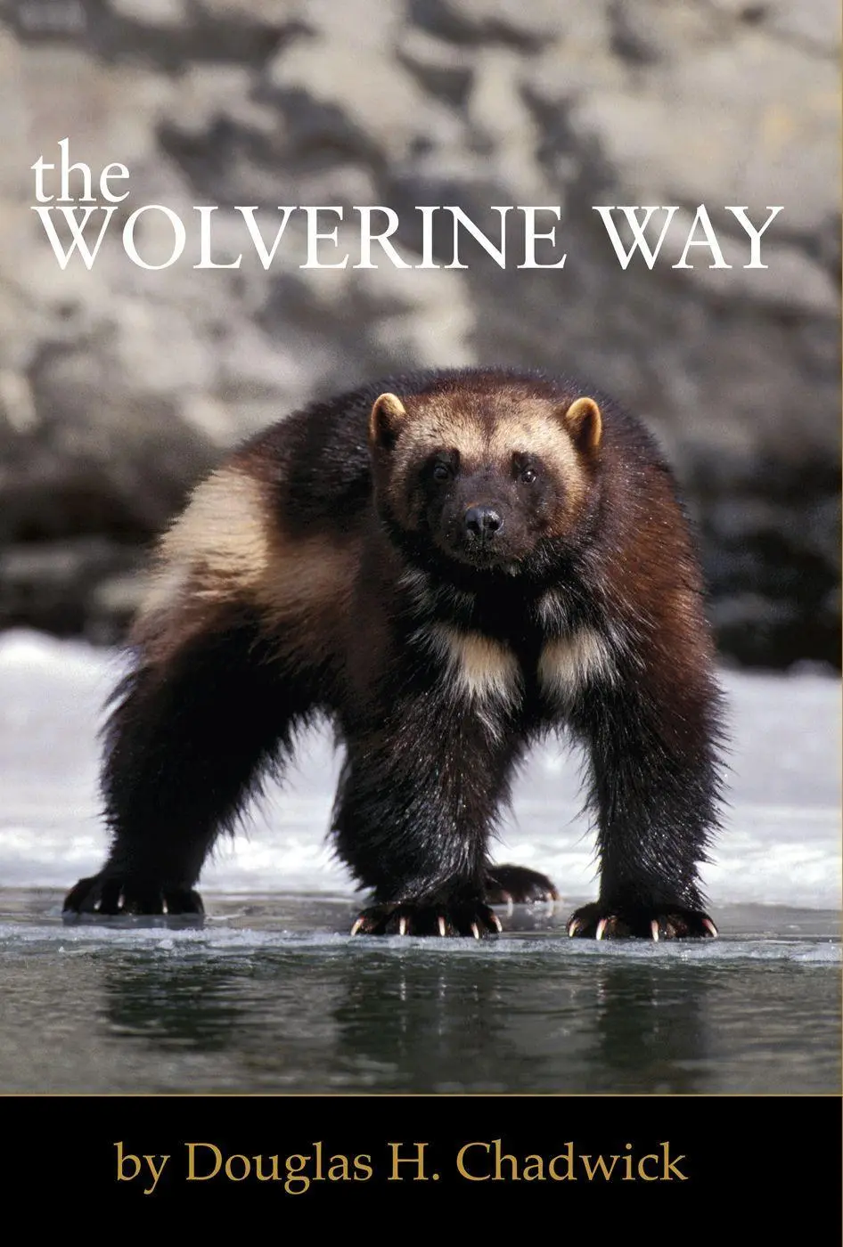 Cover: 9780980122749 | The Wolverine Way | Douglas H Chadwick | Taschenbuch | Englisch | 2012
