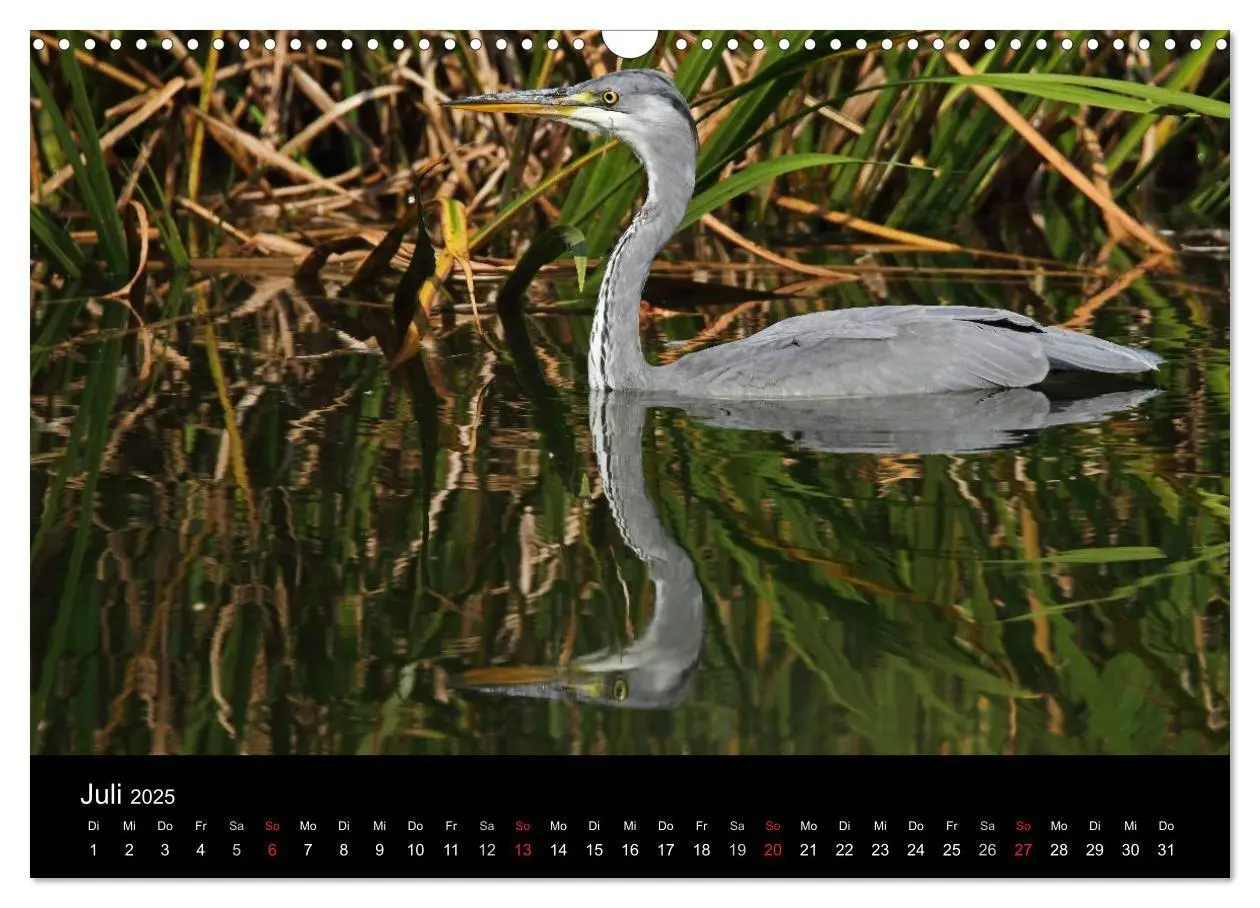 Bild: 9783435562749 | Aus dem Leben der Graureiher (Wandkalender 2025 DIN A3 quer),...