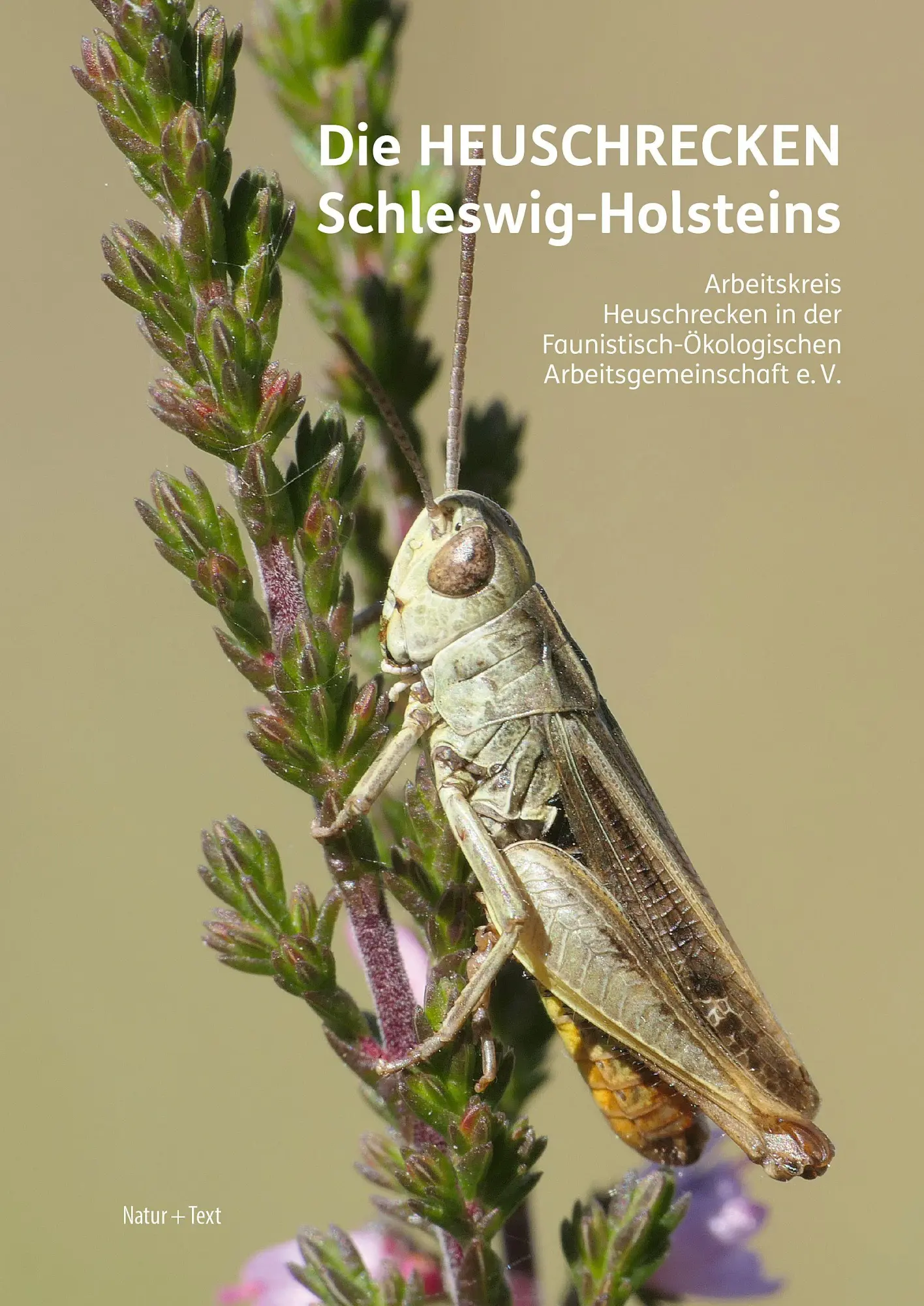 Cover: 9783942062749 | Die Heuschrecken Schleswig-Holsteins | Christian Winkler (u. a.)