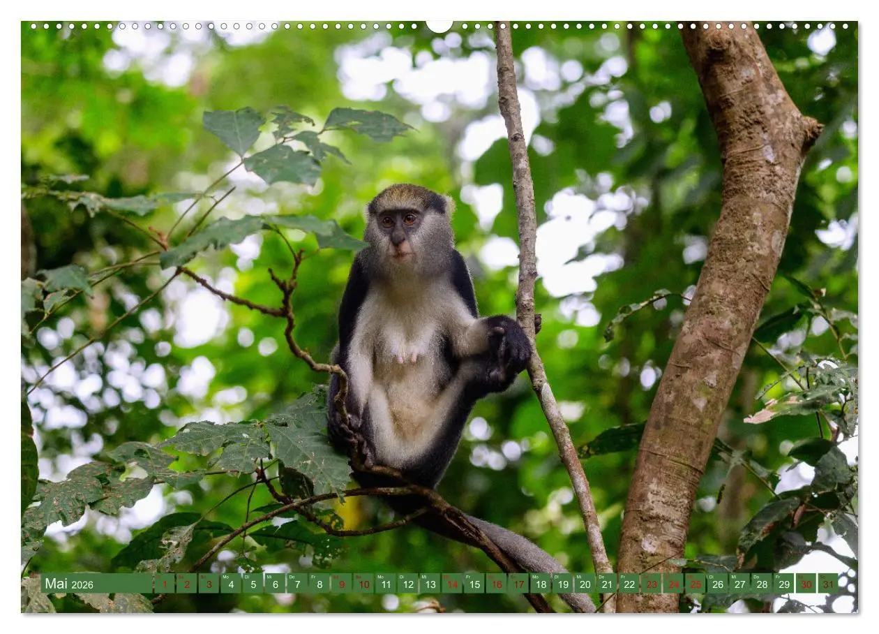 Bild: 9783457523049 | Ghana - Faszination Westafrika (hochwertiger Premium Wandkalender...