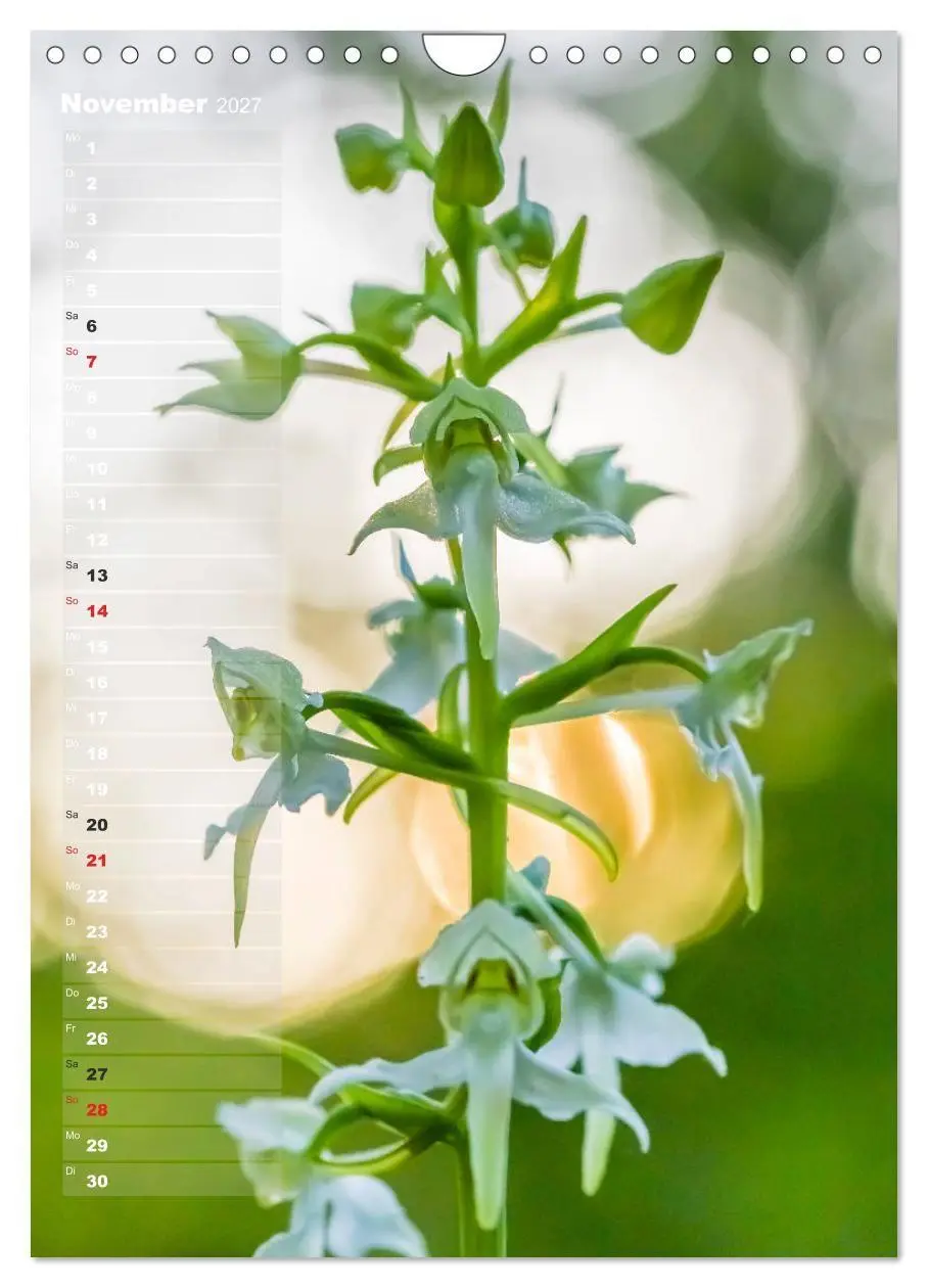Bild: 9783569563049 | Auf der Suche nach Orchideen in Deutschland (Wandkalender 2027 DIN...