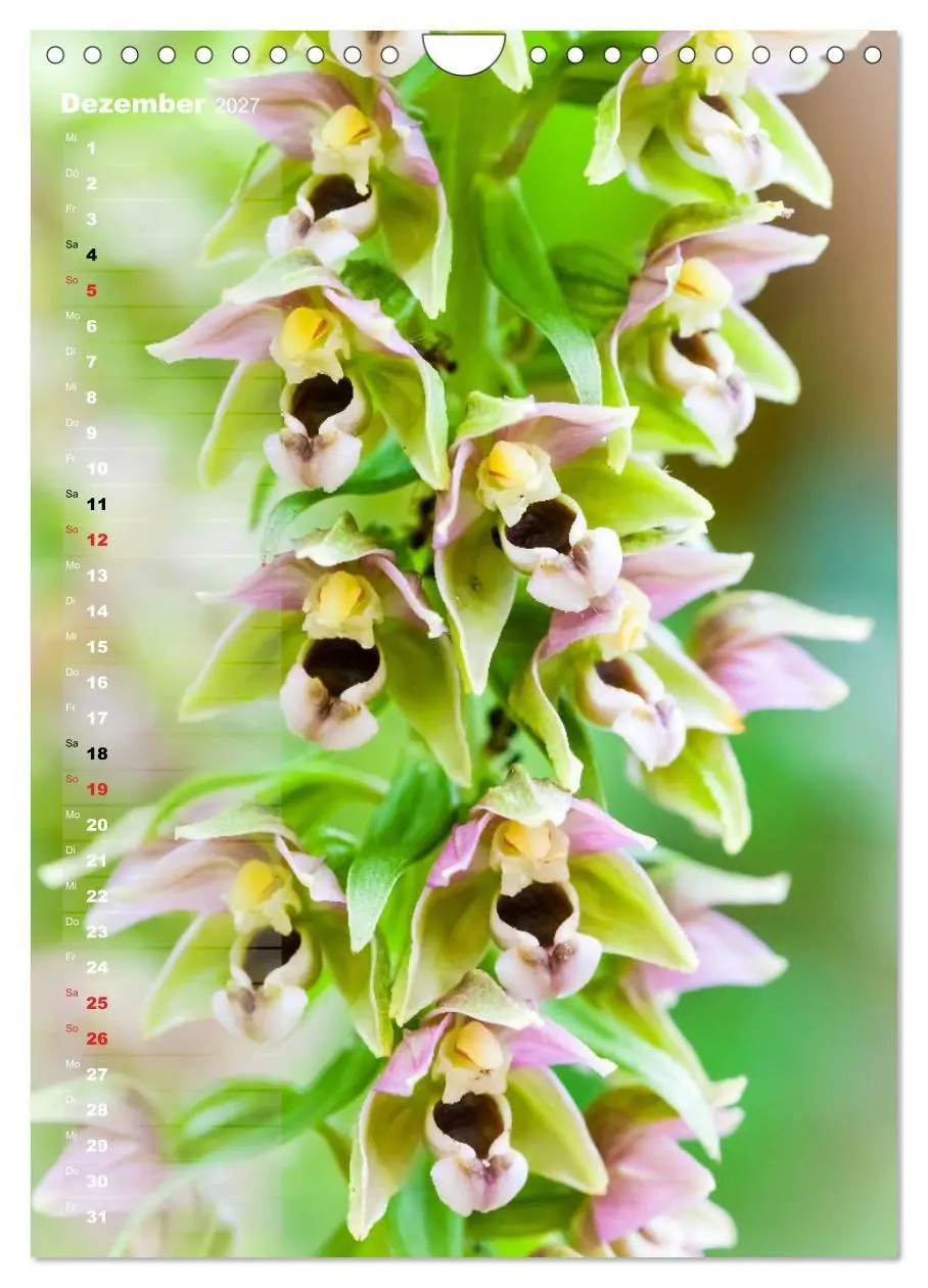 Bild: 9783569563049 | Auf der Suche nach Orchideen in Deutschland (Wandkalender 2027 DIN...
