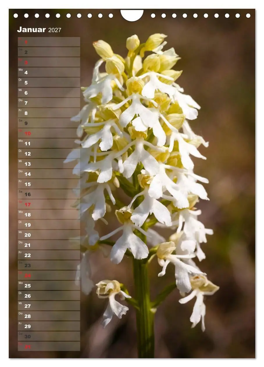 Bild: 9783569563049 | Auf der Suche nach Orchideen in Deutschland (Wandkalender 2027 DIN...