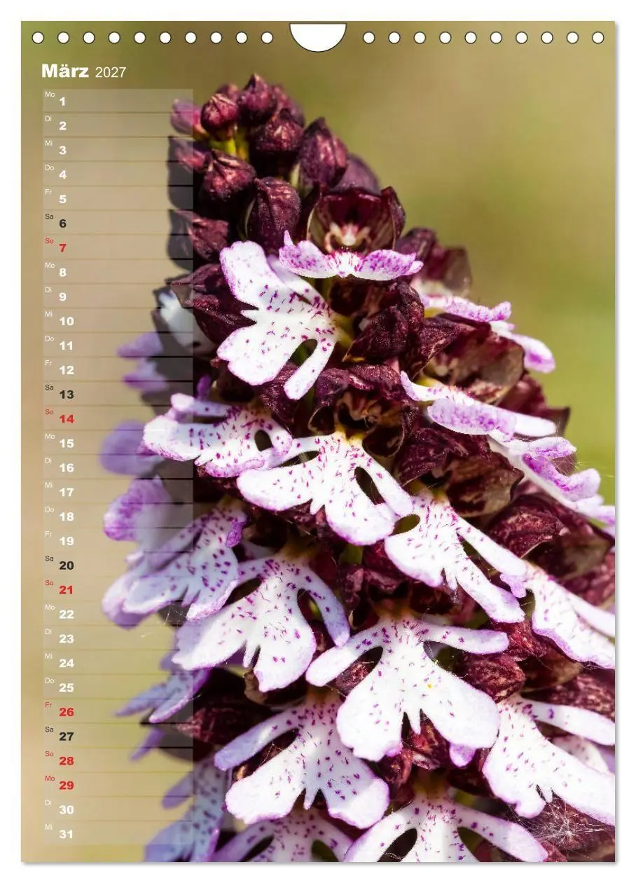 Bild: 9783569563049 | Auf der Suche nach Orchideen in Deutschland (Wandkalender 2027 DIN...