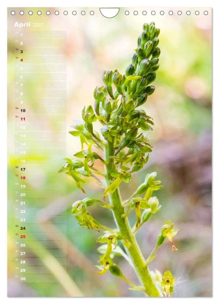 Bild: 9783569563049 | Auf der Suche nach Orchideen in Deutschland (Wandkalender 2027 DIN...
