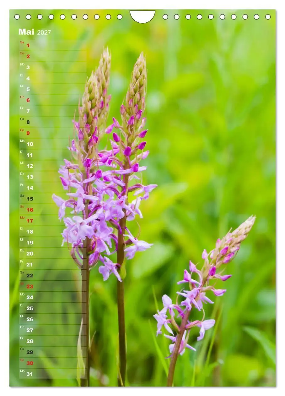 Bild: 9783569563049 | Auf der Suche nach Orchideen in Deutschland (Wandkalender 2027 DIN...