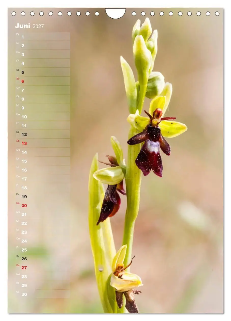 Bild: 9783569563049 | Auf der Suche nach Orchideen in Deutschland (Wandkalender 2027 DIN...