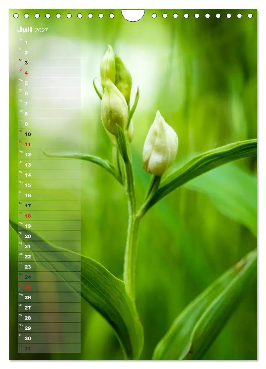 Bild: 9783569563049 | Auf der Suche nach Orchideen in Deutschland (Wandkalender 2027 DIN...