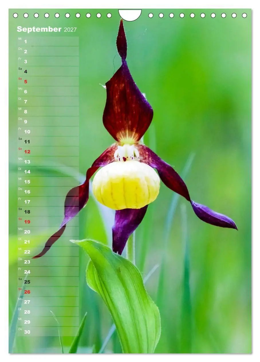 Bild: 9783569563049 | Auf der Suche nach Orchideen in Deutschland (Wandkalender 2027 DIN...