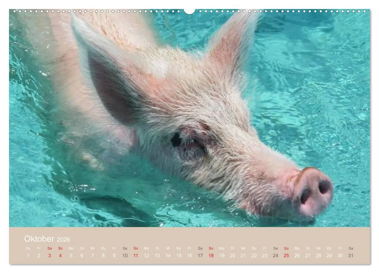 Bild: 9783516223149 | Schwimmende Schweine auf den Bahamas! (hochwertiger Premium...