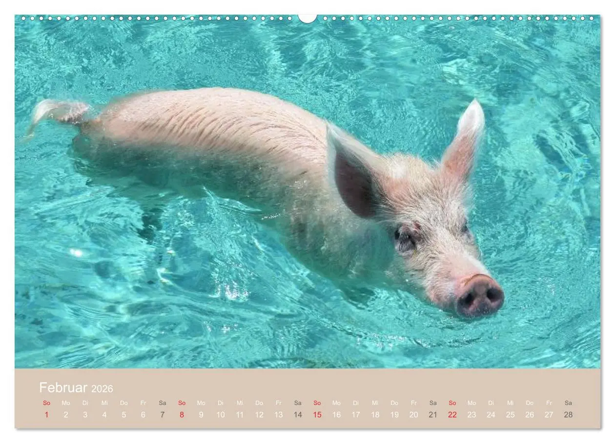 Bild: 9783516223149 | Schwimmende Schweine auf den Bahamas! (hochwertiger Premium...
