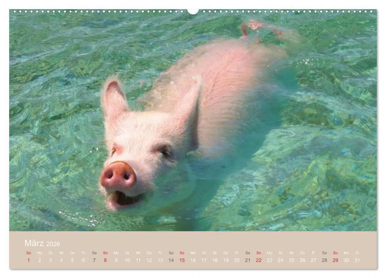 Bild: 9783516223149 | Schwimmende Schweine auf den Bahamas! (hochwertiger Premium...