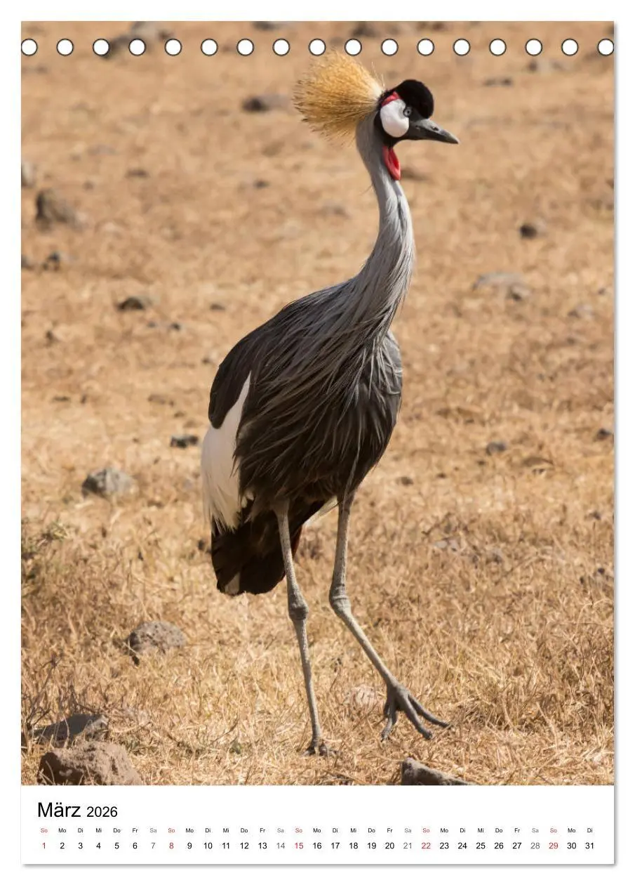 Bild: 9783516383249 | Serengeti Pur - Tansania (Tischkalender 2026 DIN A5 hoch), CALVENDO...
