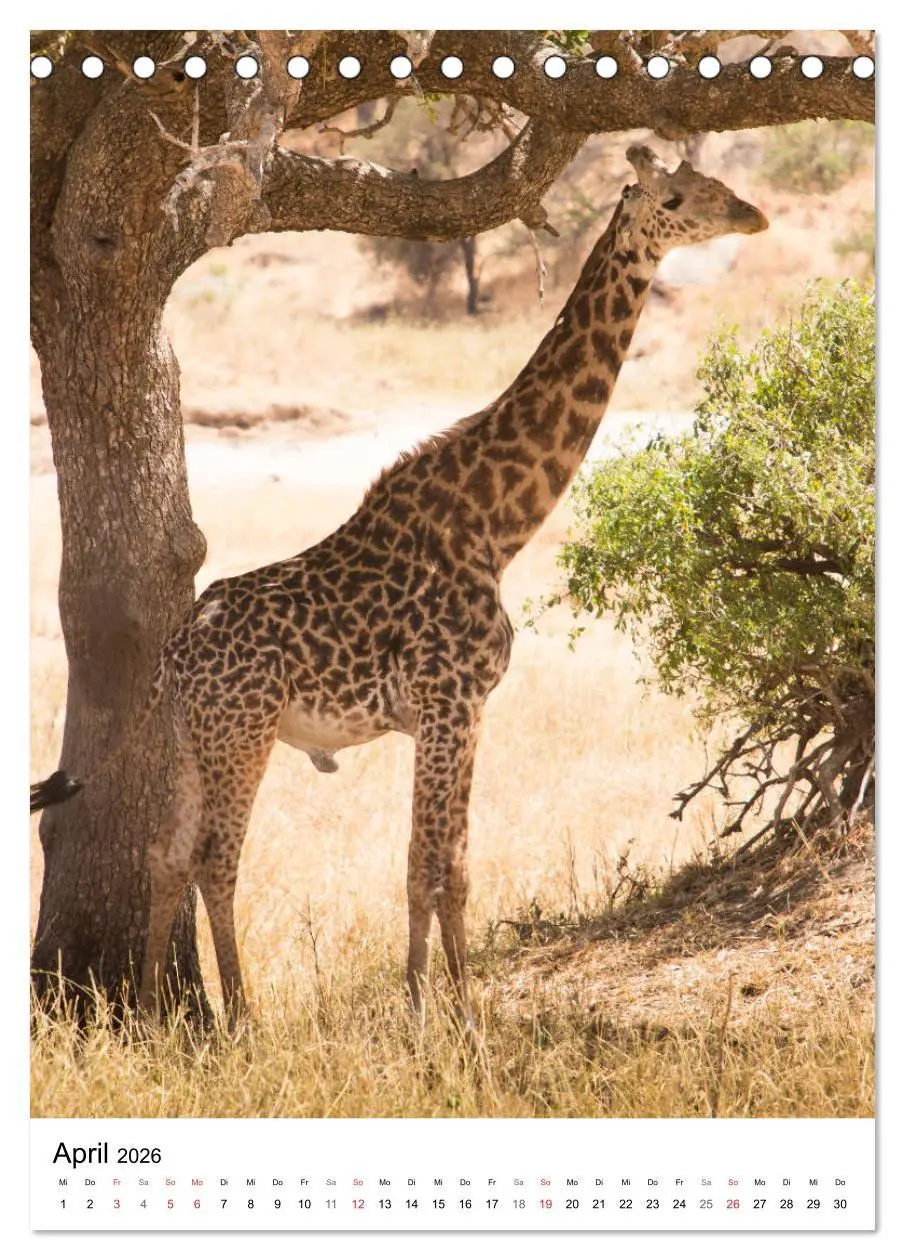 Bild: 9783516383249 | Serengeti Pur - Tansania (Tischkalender 2026 DIN A5 hoch), CALVENDO...