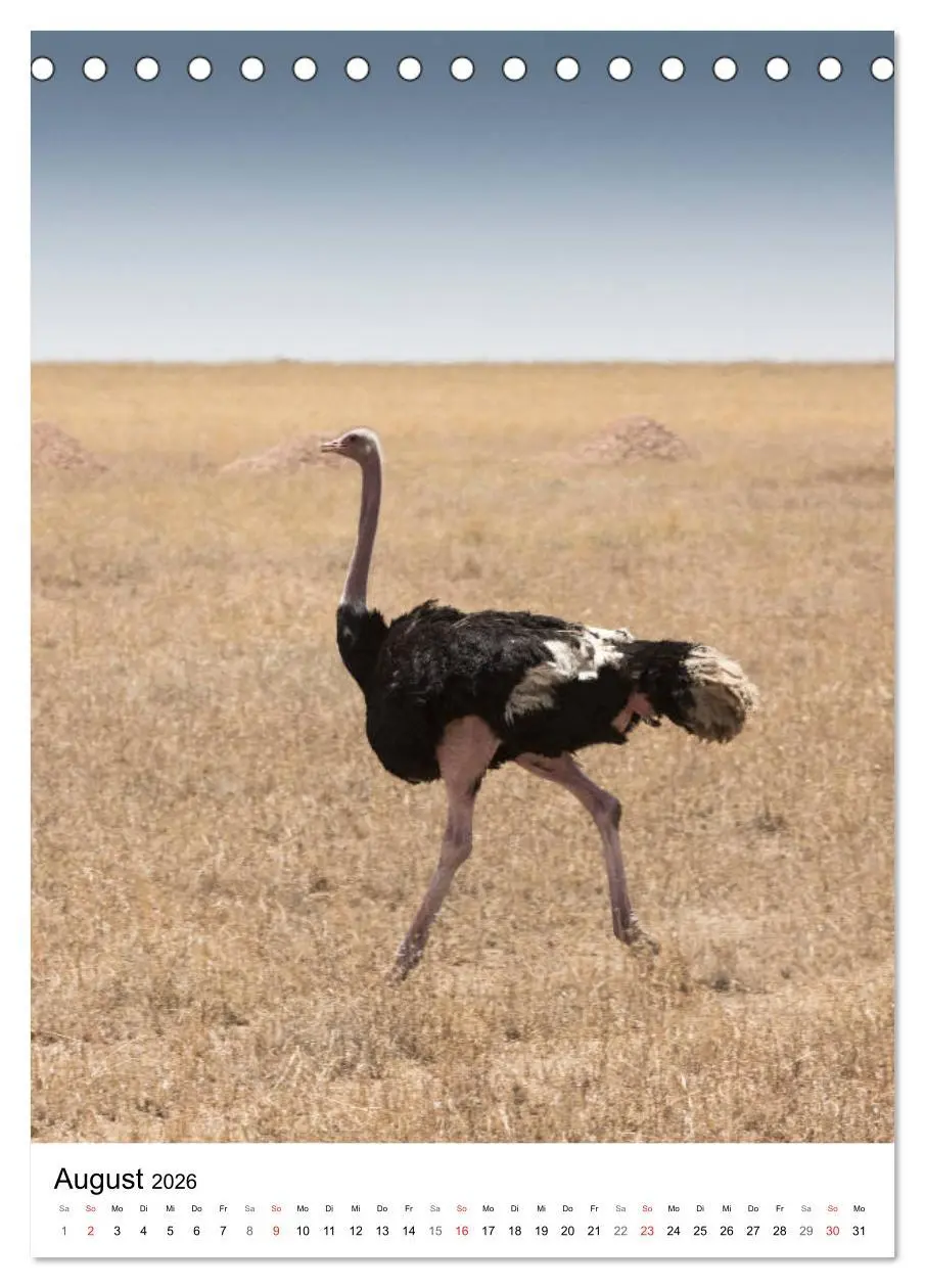Bild: 9783516383249 | Serengeti Pur - Tansania (Tischkalender 2026 DIN A5 hoch), CALVENDO...