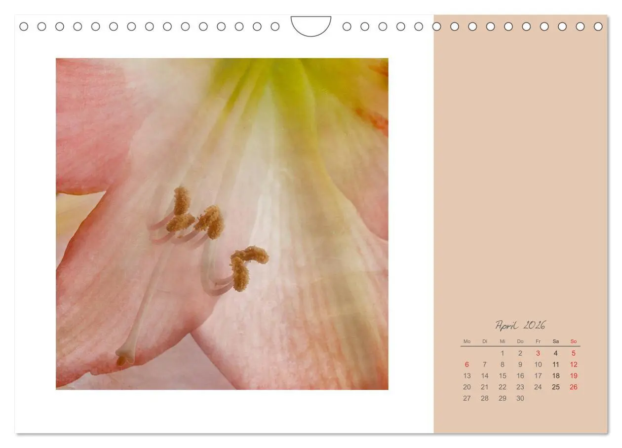Bild: 9783516203349 | Blütenträume (Wandkalender 2026 DIN A4 quer), CALVENDO Monatskalender