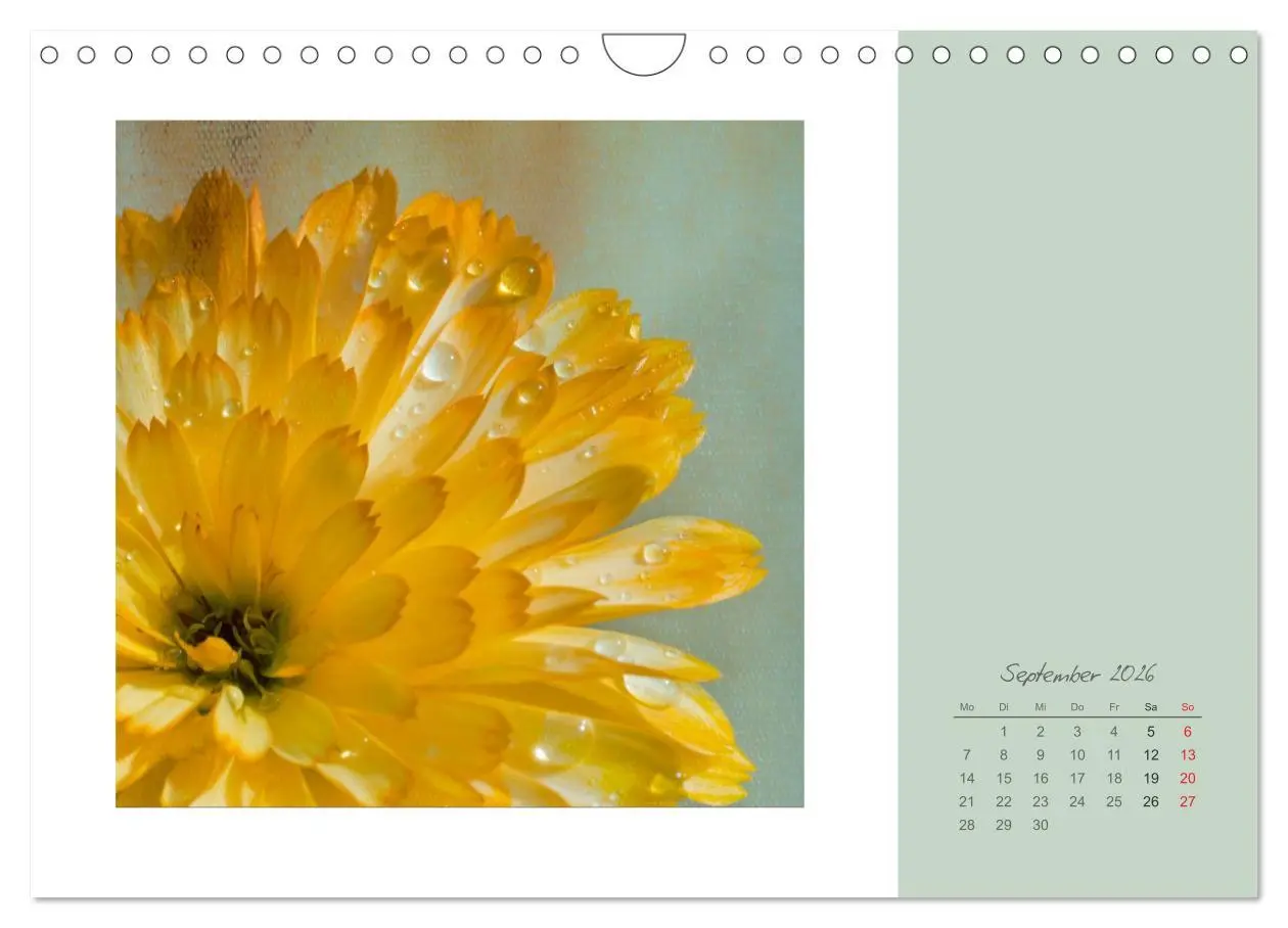Bild: 9783516203349 | Blütenträume (Wandkalender 2026 DIN A4 quer), CALVENDO Monatskalender