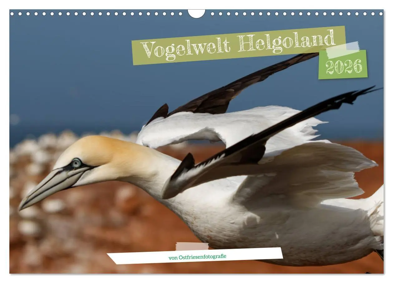 Cover: 9783457413449 | Vogelwelt Helgoland - von Ostfriesenfotografie (Wandkalender 2026...