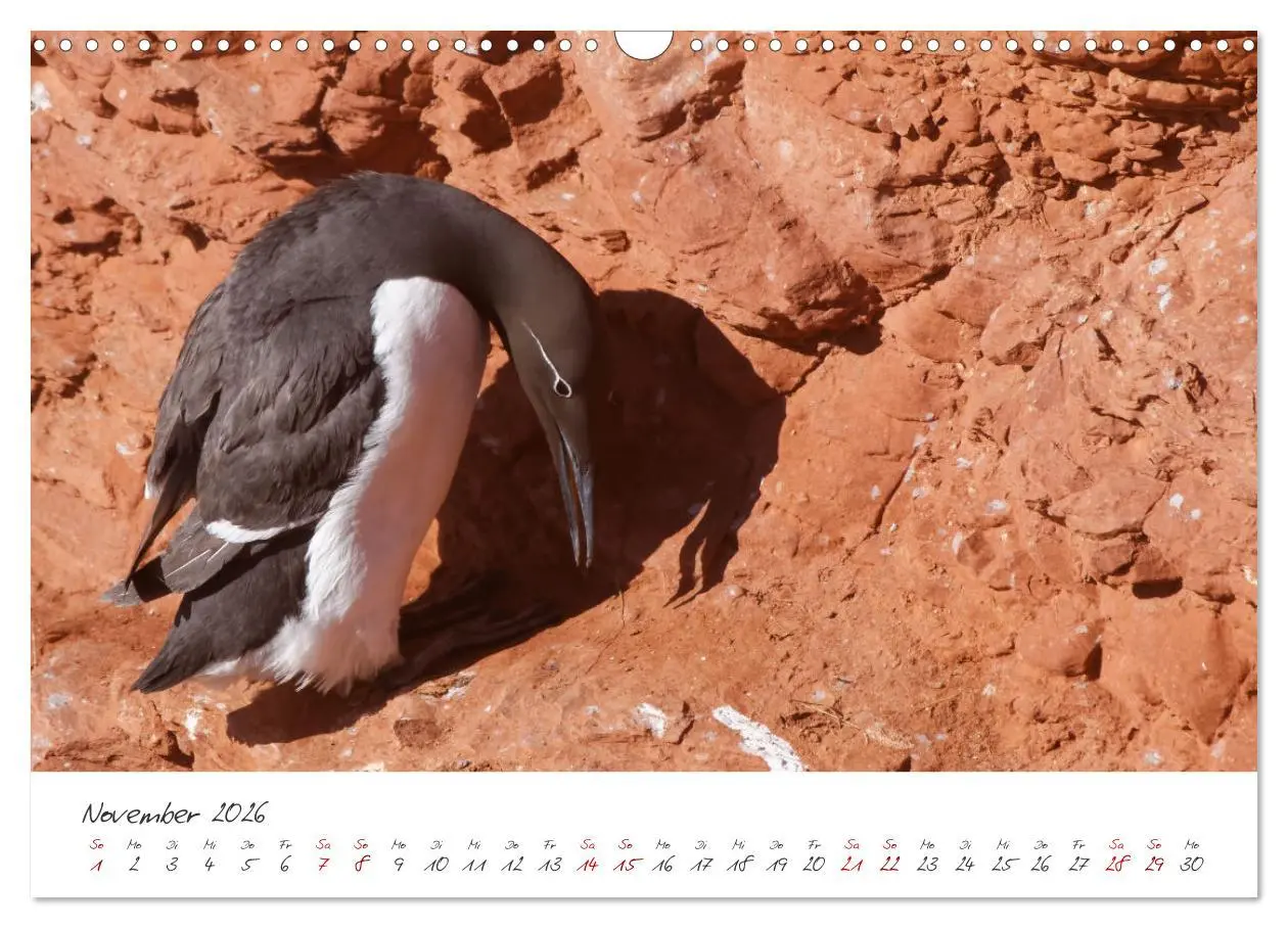 Bild: 9783457413449 | Vogelwelt Helgoland - von Ostfriesenfotografie (Wandkalender 2026...
