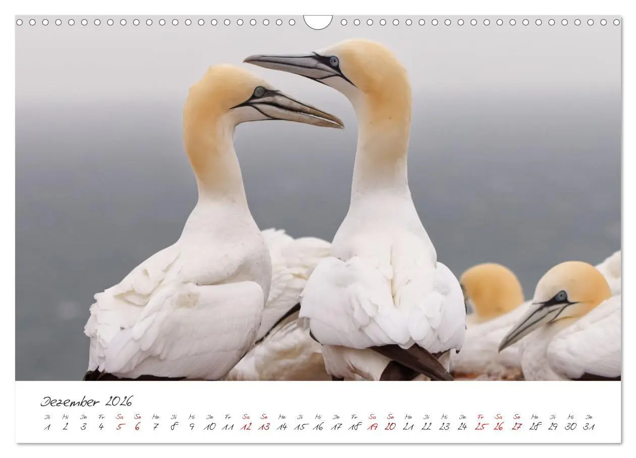 Bild: 9783457413449 | Vogelwelt Helgoland - von Ostfriesenfotografie (Wandkalender 2026...