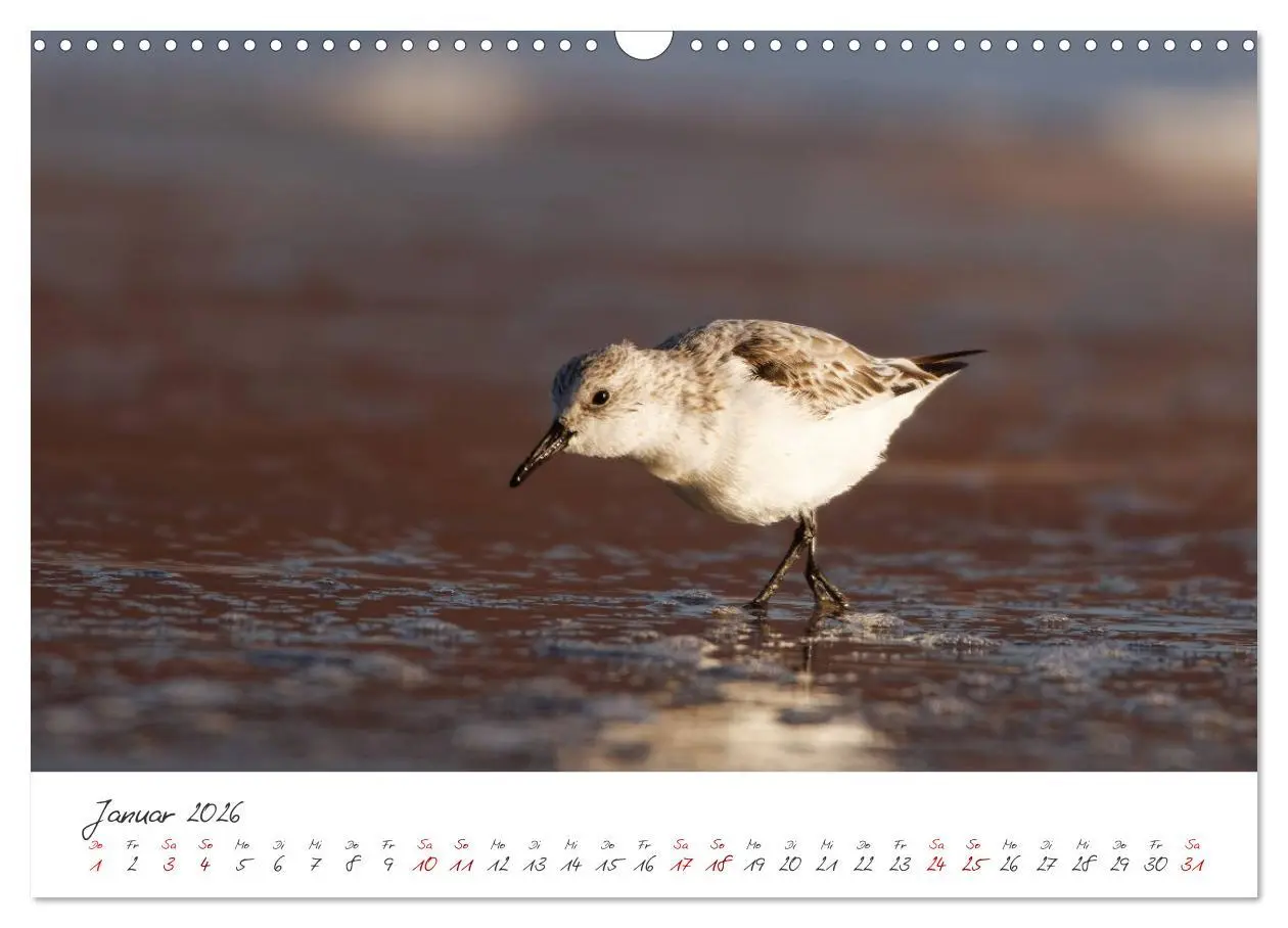 Bild: 9783457413449 | Vogelwelt Helgoland - von Ostfriesenfotografie (Wandkalender 2026...
