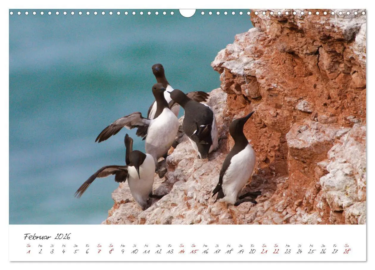 Bild: 9783457413449 | Vogelwelt Helgoland - von Ostfriesenfotografie (Wandkalender 2026...