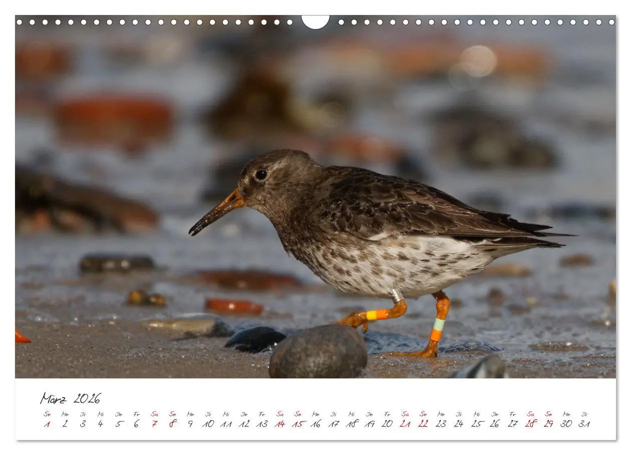 Bild: 9783457413449 | Vogelwelt Helgoland - von Ostfriesenfotografie (Wandkalender 2026...