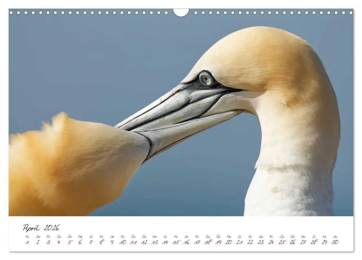 Bild: 9783457413449 | Vogelwelt Helgoland - von Ostfriesenfotografie (Wandkalender 2026...