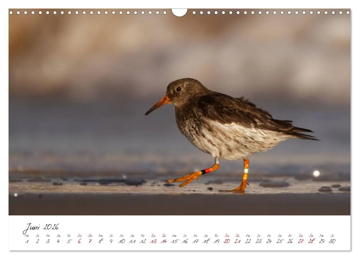 Bild: 9783457413449 | Vogelwelt Helgoland - von Ostfriesenfotografie (Wandkalender 2026...