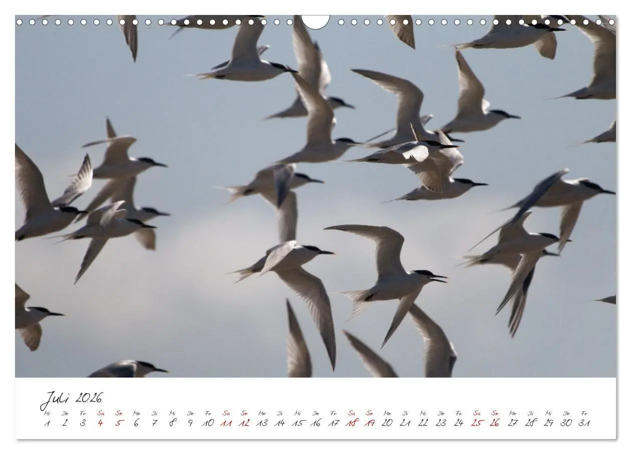 Bild: 9783457413449 | Vogelwelt Helgoland - von Ostfriesenfotografie (Wandkalender 2026...