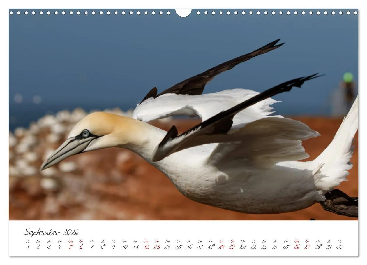 Bild: 9783457413449 | Vogelwelt Helgoland - von Ostfriesenfotografie (Wandkalender 2026...