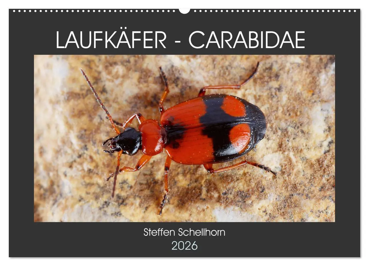 Cover: 9783457643549 | LAUFKÄFER - CARABIDAE (Wandkalender 2026 DIN A2 quer), CALVENDO...