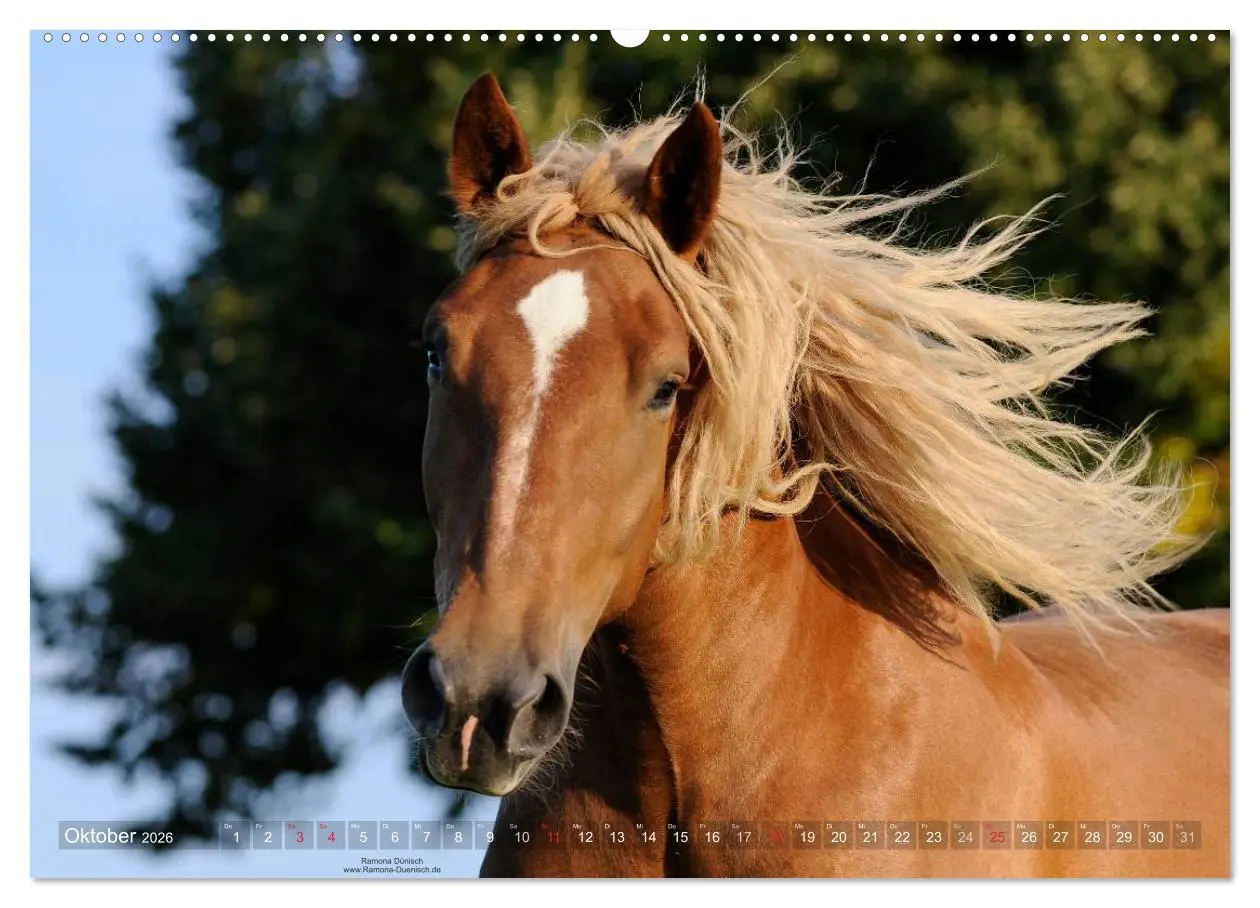 Bild: 9783516113549 | Faszination Kaltblut (hochwertiger Premium Wandkalender 2026 DIN A2...