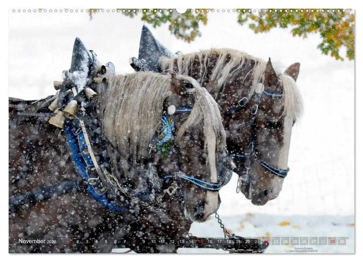 Bild: 9783516113549 | Faszination Kaltblut (hochwertiger Premium Wandkalender 2026 DIN A2...
