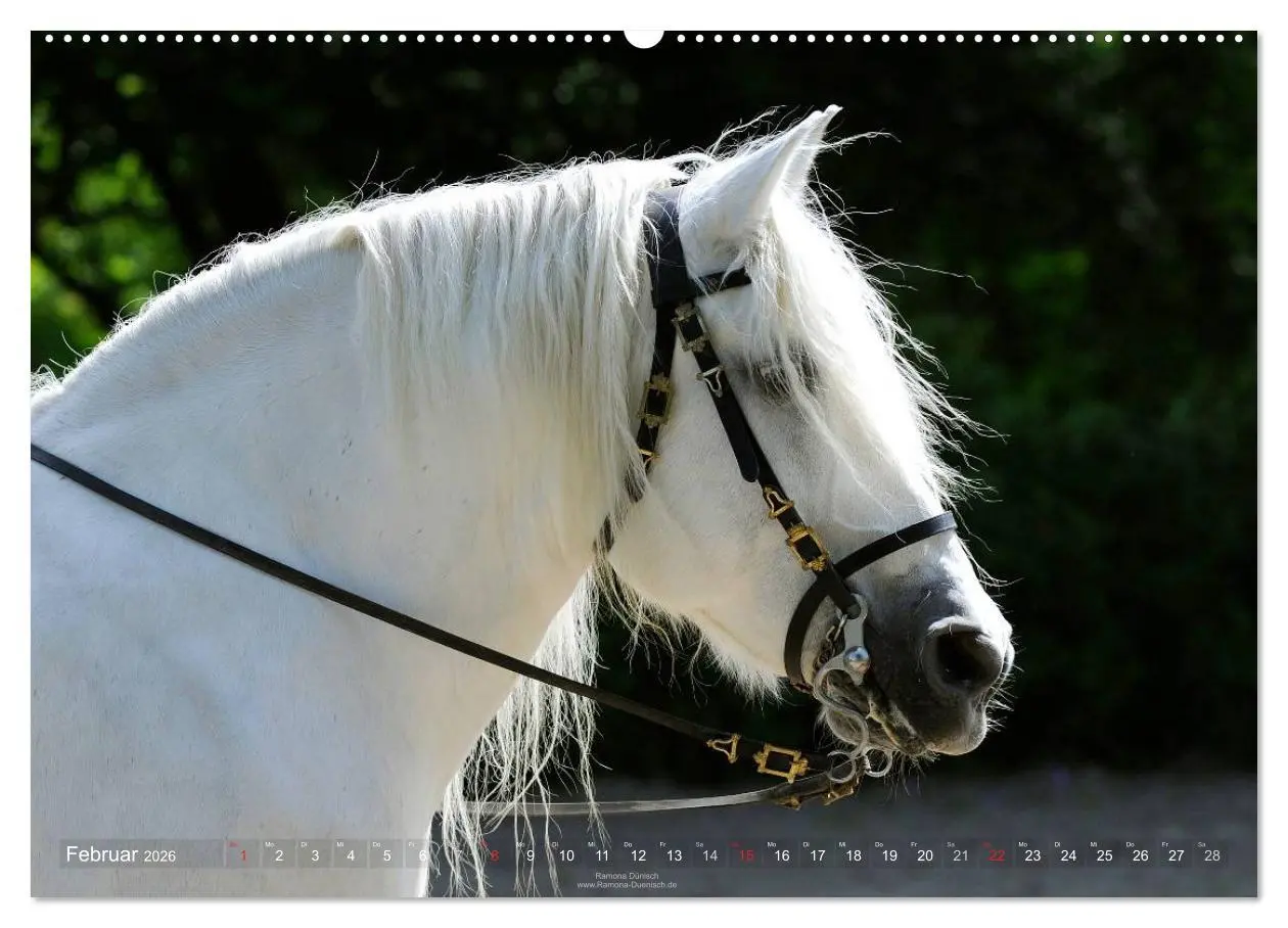 Bild: 9783516113549 | Faszination Kaltblut (hochwertiger Premium Wandkalender 2026 DIN A2...